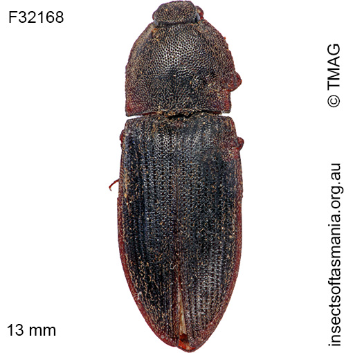 Species image