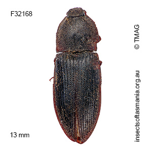 Agrypnus impressicollis