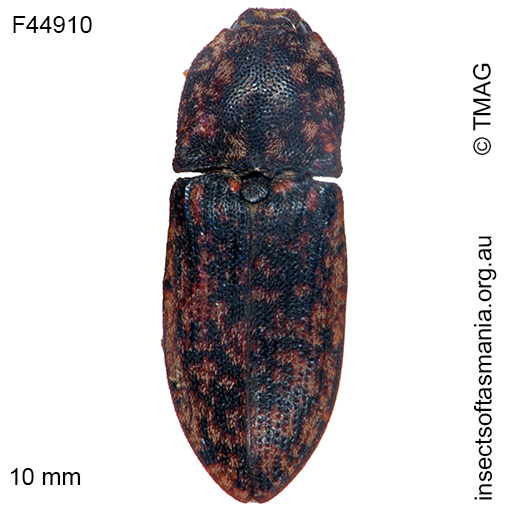 Species image