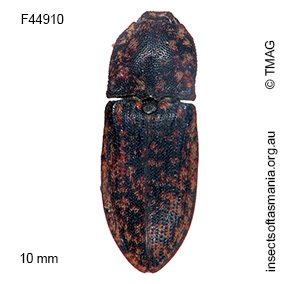 Agrypnus pictipennis