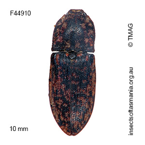 Agrypnus pictipennis