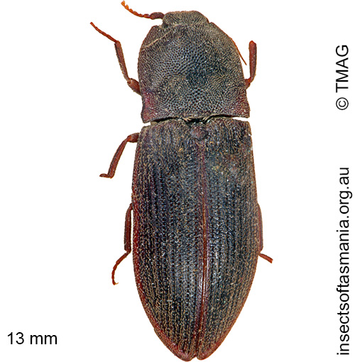 Species image