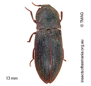 Agrypnus variabilis