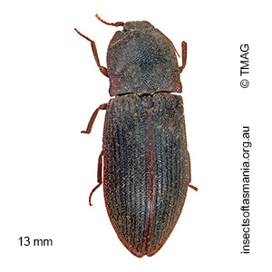 Agrypnus variabilis