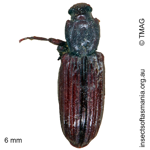 Species image