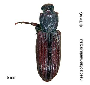 Ascetoderes equinus