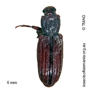 Ascetoderes equinus