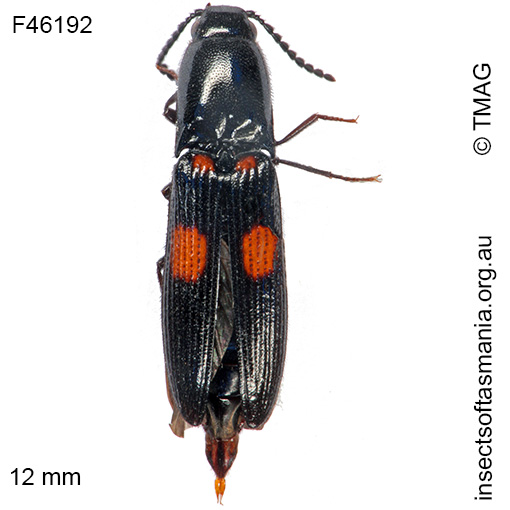 Species image