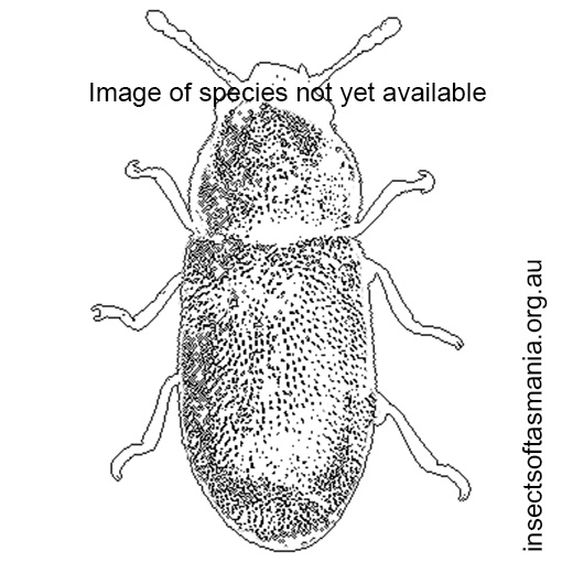 Species image