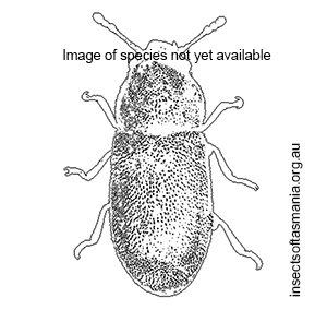 Orthocis leanus