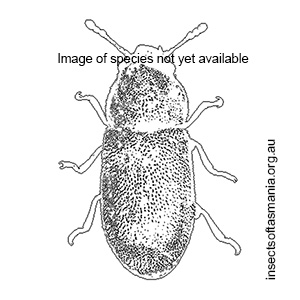 Orthocis leanus