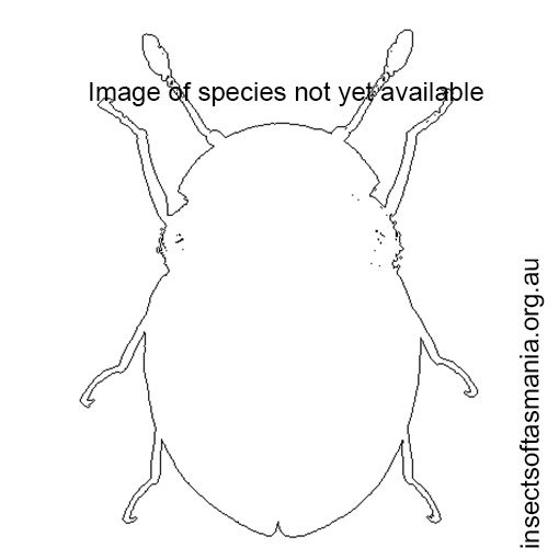 Species image