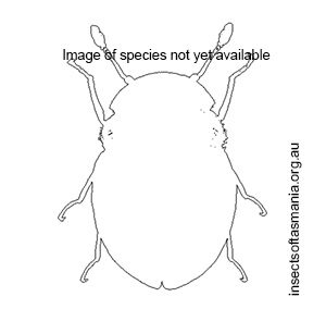 Calyptomerus dubius