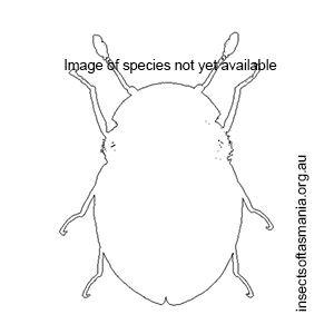 Sphaerothorax tierensis