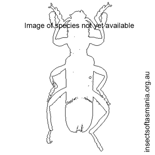 Species image