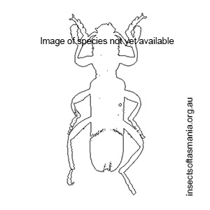 Eunatalis spadicea