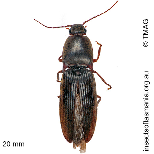 Species image