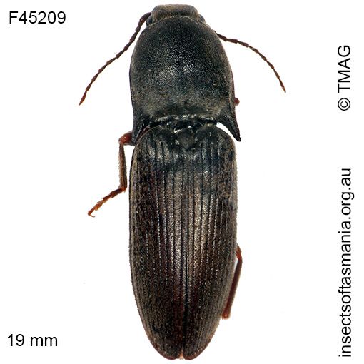 Species image