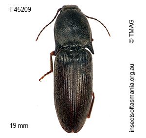 Monocrepidus cordieri