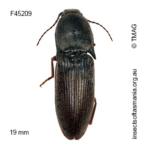Monocrepidus cordieri