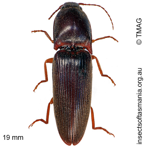 Species image