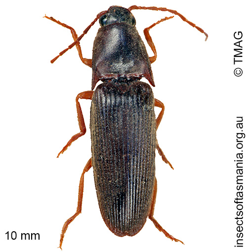 Species image