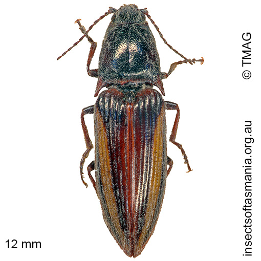 Species image
