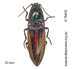 Crepidomenus decoratus