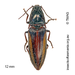 Crepidomenus decoratus