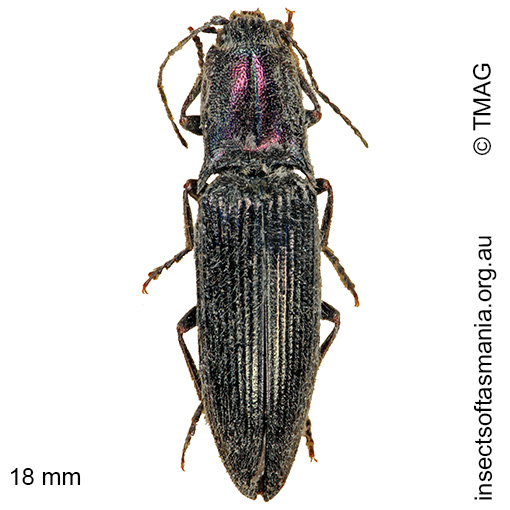 Species image