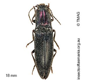 Crepidomenus fulgidus