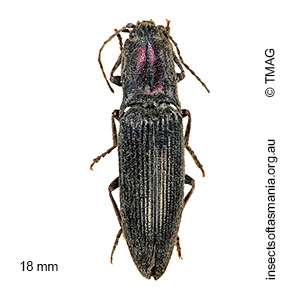 Crepidomenus fulgidus