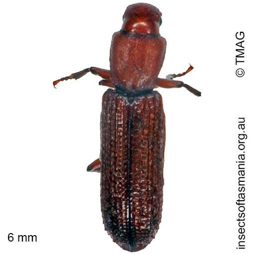 Species image