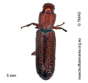 Deretaphrus erichsoni
