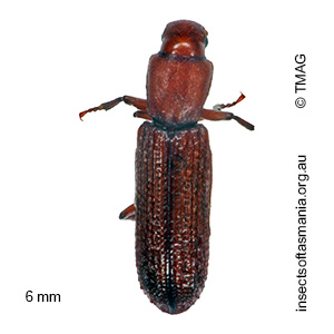 Deretaphrus erichsoni