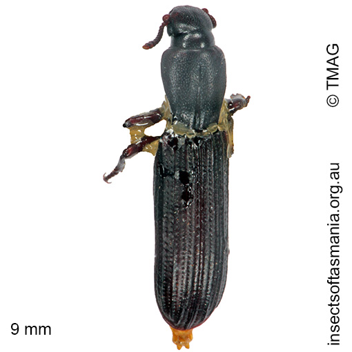 Species image
