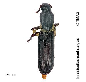 Deretaphrus ignarus