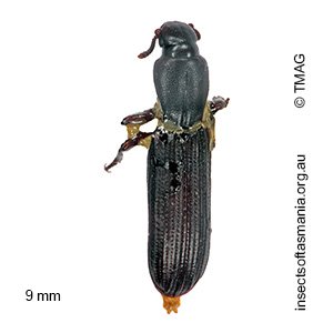 Deretaphrus ignarus