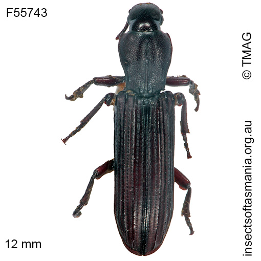 Species image