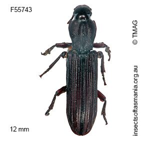 Deretaphrus piceus