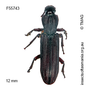 Deretaphrus piceus