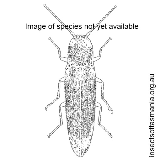 Species image