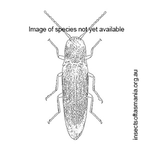 Tasmanelater pelionensis