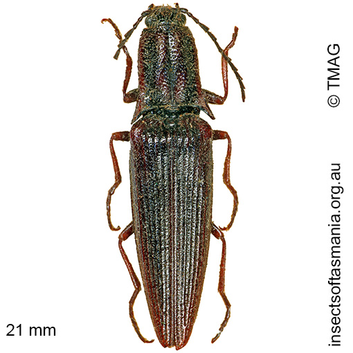 Species image
