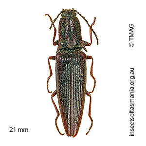 Elatichrosis exarata