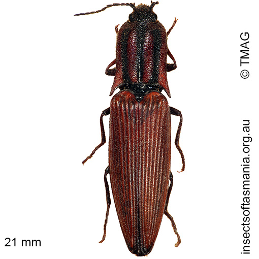 Species image