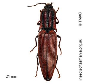 Elatichrosis trisulcatus