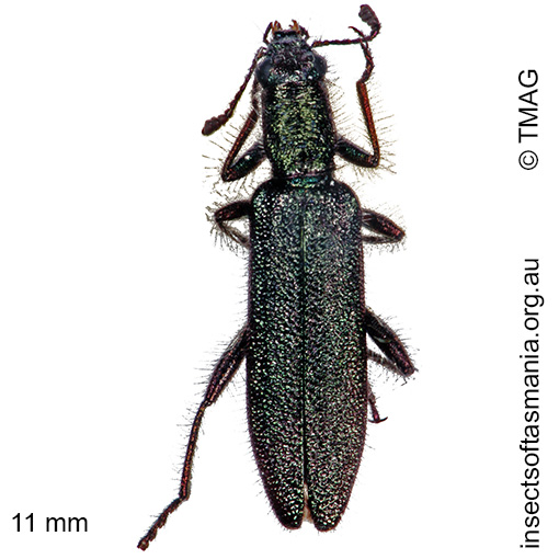 Species image