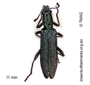 Eleale aspera