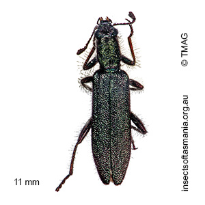 Eleale aspera
